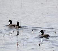 Red-knobbed Coot