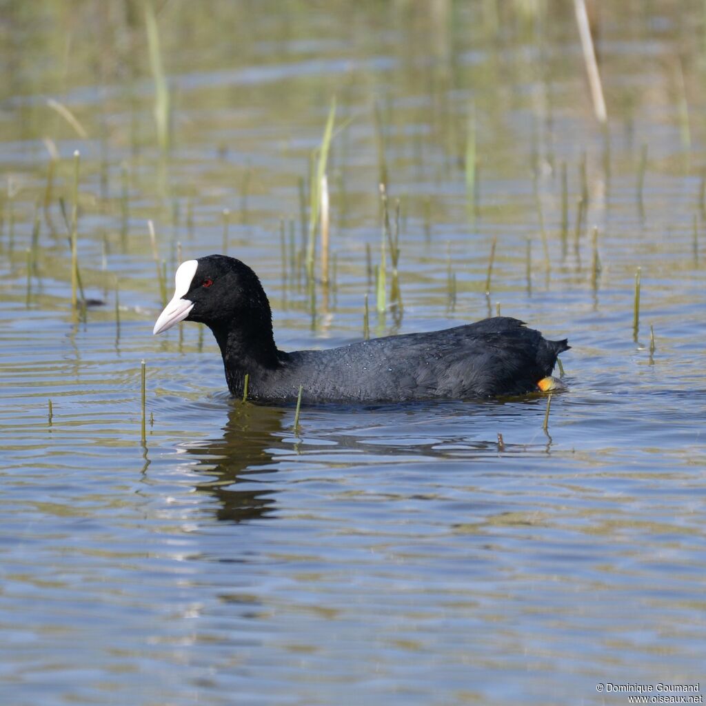 Eurasian Coot