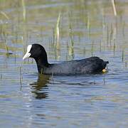 Eurasian Coot