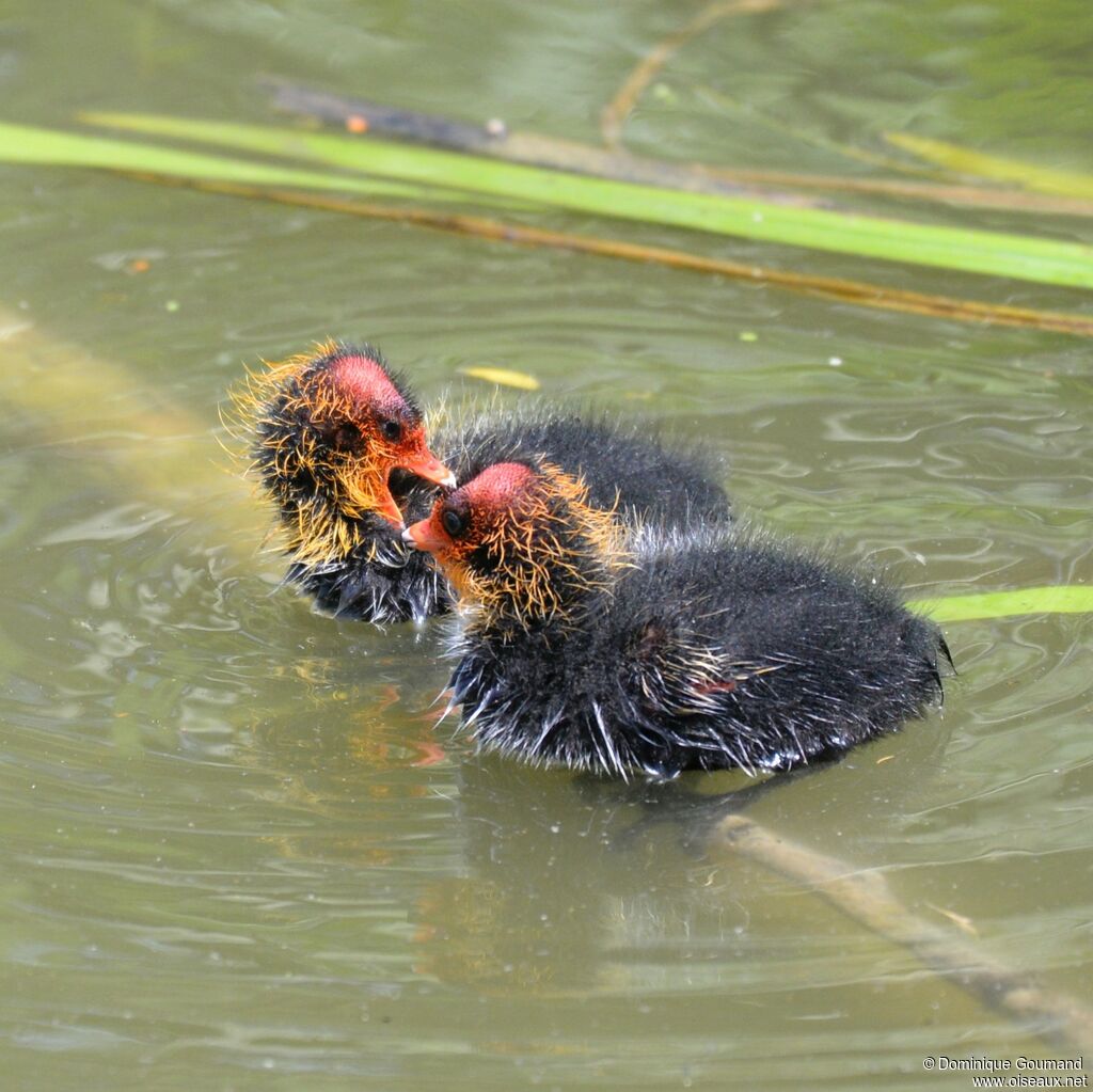 Foulque macroulePoussin