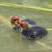 Eurasian Coot