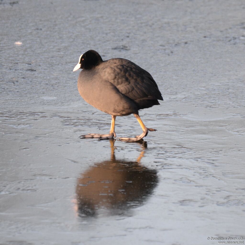 Eurasian Cootadult