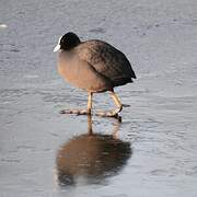 Eurasian Coot