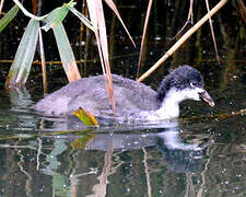 Eurasian Coot