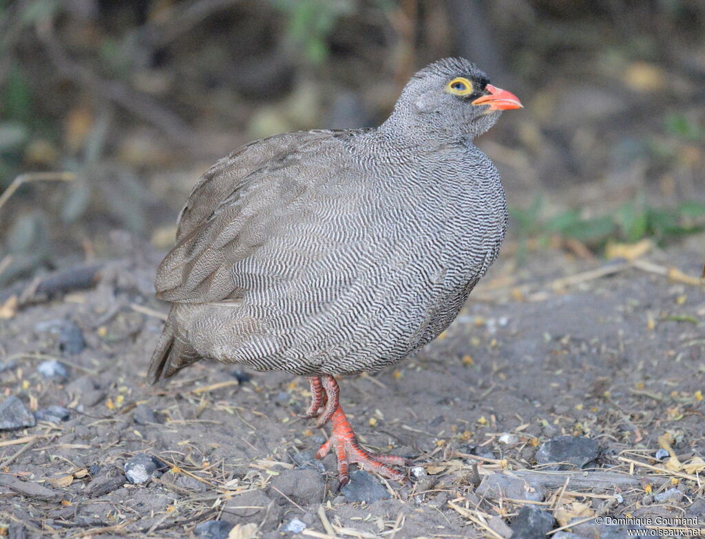 Red-billed Spurfowl female