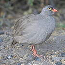 Francolin à bec rouge