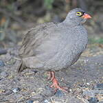 Francolin à bec rouge