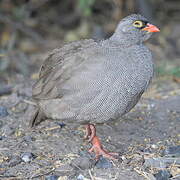 Red-billed Spurfowl