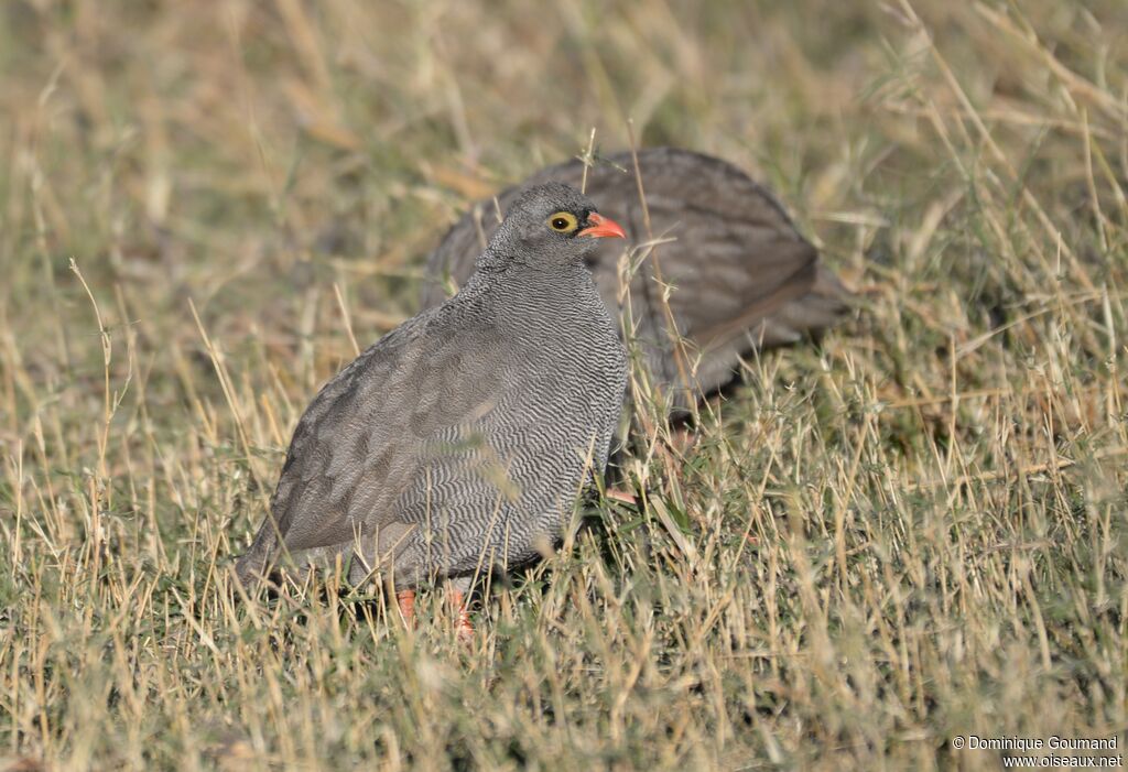 Francolin à bec rouge