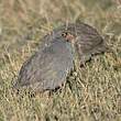 Francolin à bec rouge