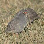 Francolin à bec rouge