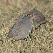 Red-billed Spurfowl