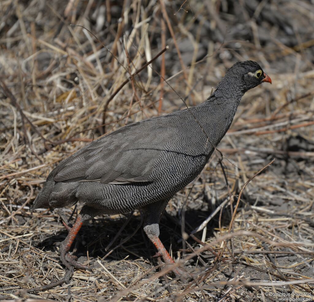 Red-billed Spurfowl male