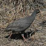 Francolin à bec rouge