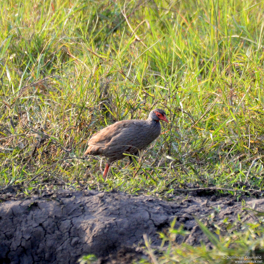 Francolin à gorge rougeadulte, identification
