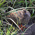 Francolin à gorge rouge