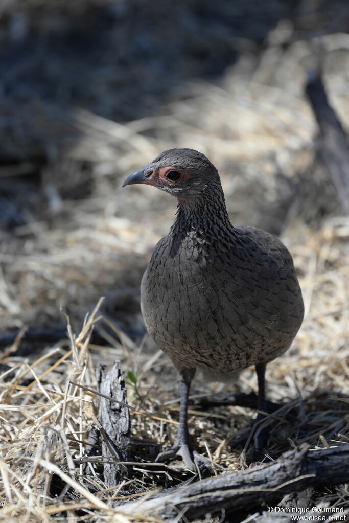 Francolin de Swainson