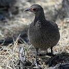Francolin de Swainson