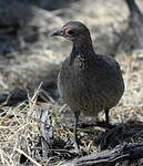 Francolin de Swainson