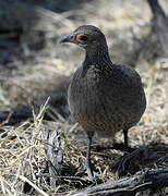 Swainson's Spurfowl