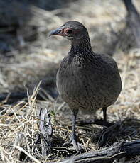 Francolin de Swainson