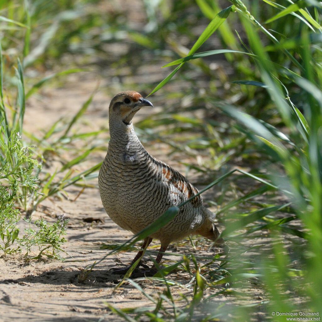 Grey Francolin female adult