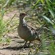 Francolin gris