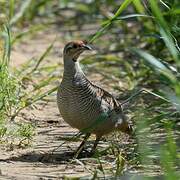 Grey Francolin