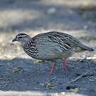 Francolin huppé
