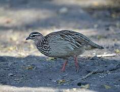 Crested Francolin