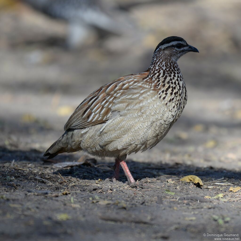 Francolin huppé mâle