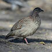 Crested Francolin