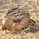 Francolin huppé