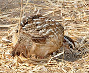 Francolin huppé