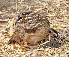 Francolin huppé
