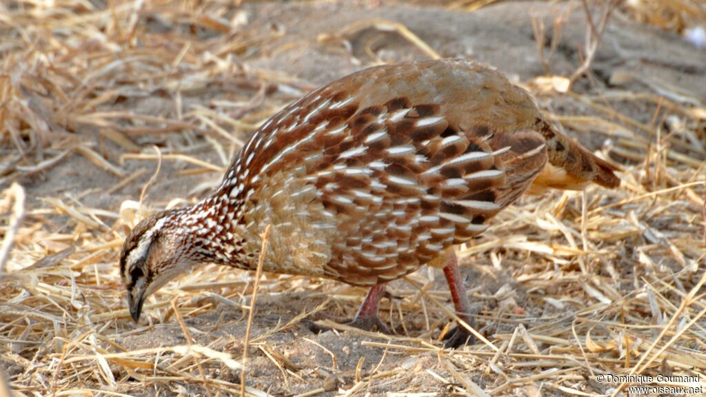 Francolin huppé mâle adulte