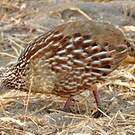 Francolin huppé