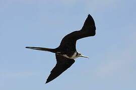 Great Frigatebird