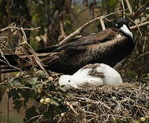 Great Frigatebird