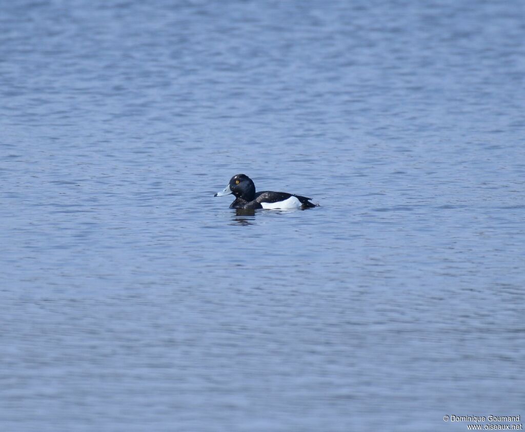 Tufted Duck male