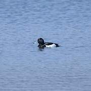 Tufted Duck