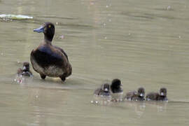 Tufted Duck