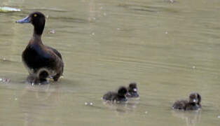 Tufted Duck