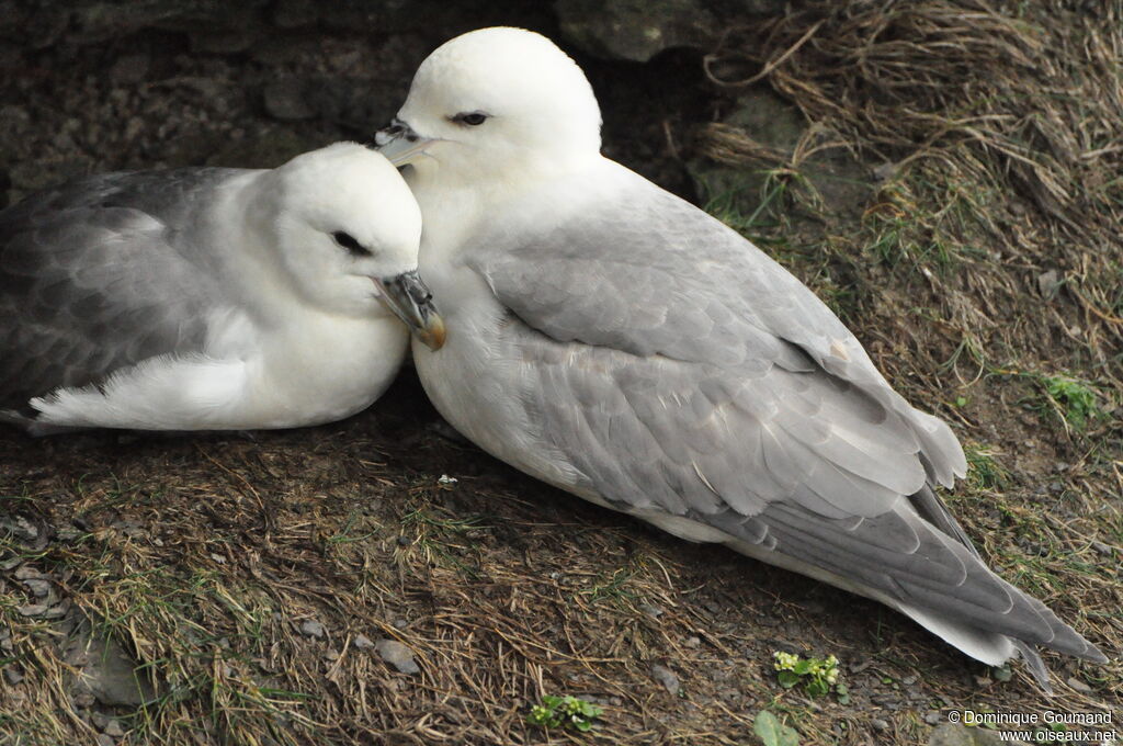 Northern Fulmar