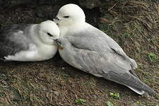 Fulmar boréal