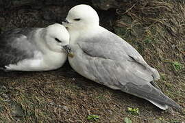 Northern Fulmar