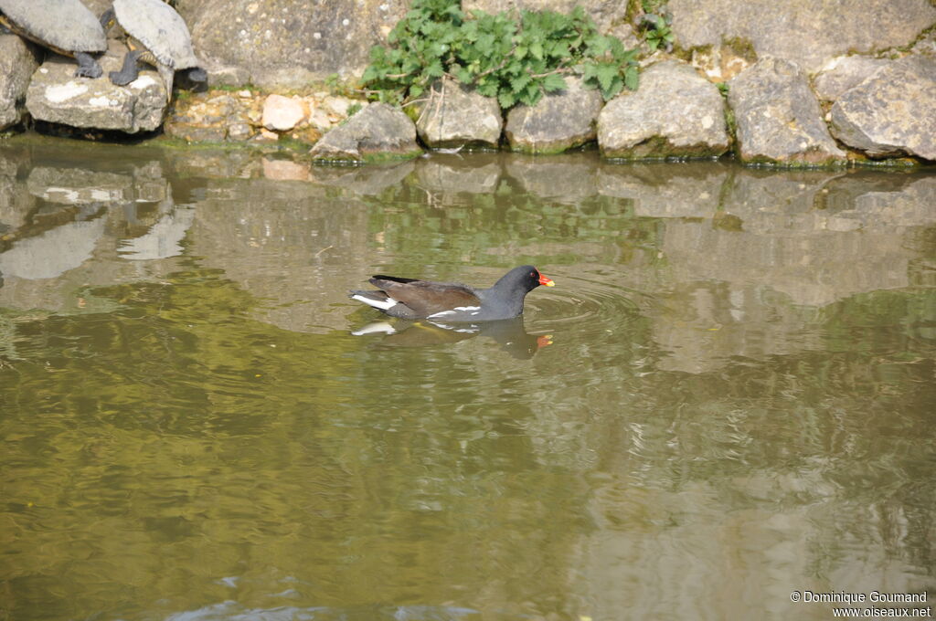 Common Moorhen