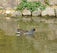 Gallinule poule-d'eau