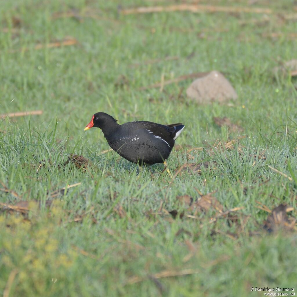 Gallinule poule-d'eauadulte