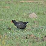 Gallinule poule-d'eau